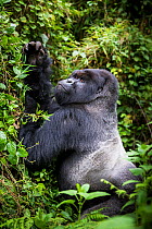 Mountain gorilla (Gorilla beringei) silverback pulling on lianas in order to eat the leaves, Susa Group, Volcanoes National Park, Rwanda, wet season April