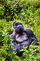 Mountain gorilla (Gorilla beringei) silverback at rest (named Munyinya), Hirwa group, Volcanoes National Park, Rwanda