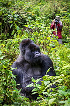 Mountain gorilla silverback, male  called Munyinya,  (Gorilla beringei) with tourist taking photo, part of Hirwa Group, Volcanoes National Park, Rwanda