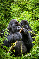 Mountain gorillas (Gorilla beringei) silverback eating wild celery, watched by another, Susa Group, Volcanoes National Park, Rwanda, wet season April