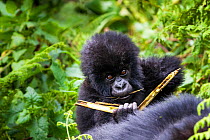Mountain gorilla (Gorilla beringei) young portrait, Hirwa group, Volcanoes National Park, Rwanda, elevation 2610m