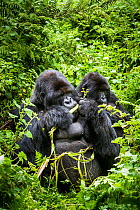 Mountain gorillas (Gorilla beringei) silverback eating wild celery, watched by another, Susa Group, Volcanoes National Park, Rwanda, wet season April