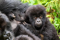 Young Mountain gorilla (Gorilla beringei), this is Gakuru, one of 2 twins infants from female Kabatwa, Hirwa group, slope of the Sabyinyo Volcano, Volcanoes National Park, Rwanda elevation 2610m
