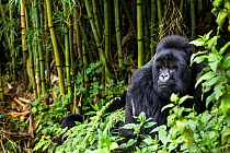 Silverback Mountain gorilla (Gorilla beringei) in the bamboo forest, this is Munyinya the leader of Hirwa group, Sabyinyo volcano, Volcano National Park, Rwanda