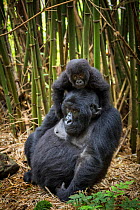 Mountain gorilla (Gorilla beringei) female with her young playing on her back in dense bamboo forest, Volcanoes National Park, Rwanda, Elevation 2610m