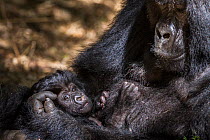Mountain gorilla (Gorilla beringei) female with her 4 weeks old infant in her arm, Hirwa group, Volcanoes National Park, Rwanda, elevation 2610m