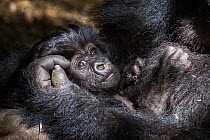 Mountain gorilla (Gorilla beringei)  4 week infant , Hirwa group, Volcanoes National Park, Rwanda, elevation 2610m
