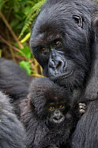 Mountain gorilla (Gorilla beringei) mother with young from Hirwa group. This is Gakuru, one of 2 twin infants  from female Kabatwa, on slopes of the Sabyinyo Volcano, Volcanoes National Park, Rwanda e...
