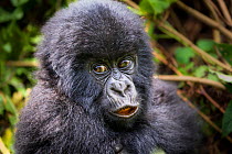 Young Mountain gorilla (Gorilla beringei) this is Gakuru, one of 2 twin infants from female Kabatwa in Hirwa Group, on slopes of the Sabyinyo Volcano, Volcanoes National Park, Rwanda elevation 2610 m