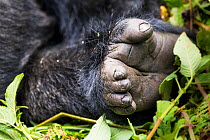 Mountain gorilla (Gorilla beringei) close up showing foot with the gap between the toes,  Volcanoes National Park, Rwanda