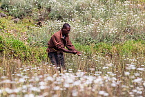 Man harvesting Pyrethrum, which refers to several Old World plants of the Chrysanthemum genus which are cultivated as ornamentals for their showy flower heads. Pyrethrum is also the name of a natural...