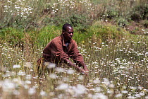 Man harvesting Pyrethrum, which refers to several Old World plants of the Chrysanthemum genus which are cultivated as ornamentals for their showy flower heads. Pyrethrum is also the name of a natural...