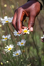 Close up of man's hand harvesting Pyrethrum, which refers to several Old World plants of the Chrysanthemum genus which are cultivated as ornamentals for their showy flower heads. Pyrethrum is also the...