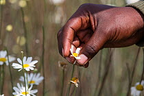 Close up of man's hand harvesting Pyrethrum, which refers to several Old World plants of the Chrysanthemum genus which are cultivated as ornamentals for their showy flower heads. Pyrethrum is also the...