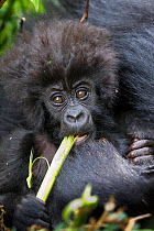 Mountain gorilla (Gorilla beringei) baby eating, part of Hirwa group, Volcanoes National Park. Rwanda, elevation 2630m