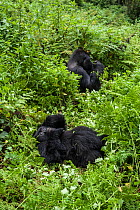 Mountain gorillas (Gorilla beringei) young resting in vegetation whilst Silverback is eating roots in background, Susa Group, Volcanoes National Park, Uganda