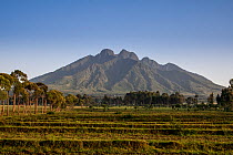 In the foreground are crops of the National Agriculture Research Center of Rwanda, Sabyinyo Volcano in the background, Volcanoes National Park, Ruhengeri, Rwanda. Sabyinyo means teeth in kinyarwanda t...