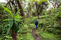 Porter carrying a backpack while tracking a group of Mountain Gorillas (Gorilla beringei), Bisoke Volcano, Volcanoes National Park, Rwanda. Elevation 2950 m