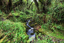 Vegetation in the forest of the Volcanoes National Park, habitat of the Mountain Gorillas (Gorilla gorilla beringei) Rwanda, elevation 2950m