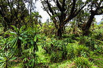 Vegetation in the forest of the Volcanoes National Park, habitat of the Mountain Gorillas (Gorilla gorilla beringei) Rwanda, elevation 2950m