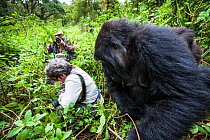 Mountain gorilla (Gorilla beringei) female getting very close to a visitor, Bwenge Group, on slopes of the Karisoke Volcano, Volcanoes National Park, Rwanda, elevation 2930m