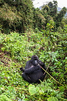 Mountain gorilla (Gorilla beringei) female eating, part of Hirwa Group, Volcanoes National Park, Rwanda