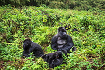 Mountain gorillas (Gorilla beringei) Hirwa group led by the silverback dominant male Munyinya, Volcanoes National Park, Rwanda, elevation 2610 m
