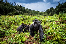 Mountain gorillas (Gorilla beringei) Hirwa group led by the silverback dominant male Munyinya, Volcanoes National Park, Rwanda, elevation 2610 m