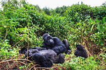 Mountain gorillas (Gorilla beringei) Hirwa group resting, led by the silverback dominant male Munyinya, Volcanoes National Park, Rwanda, elevation 2610 m