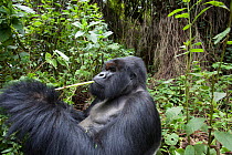 Mountain gorilla (Gorilla beringei) male silverback eating, Kuryama group, research group not open to tourist visits, Volcanoes National Park, Rwanda, elevation 2950m