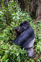 Mountain gorilla (Gorilla beringei) male silverback eating roots, Kuryama group, research group not open to tourist visits, Volcanoes National Park, Rwanda, elevation 2950m