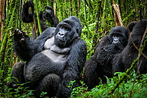 Mountain gorillas (Gorilla beringei) silverback with others, Agashya Group (Former 13 Group)   Volcanoes National Park, Rwanda
