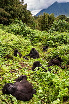 Mountain gorillas (Gorilla beringei) Agashya Group resting on hillside (Former 13 Group)   Volcanoes National Park, Rwanda