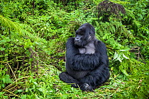 Mountain gorilla (Gorilla beringei) male silverback at rest, Susa group, Volcanoes National Park, Rwanda in wet season April