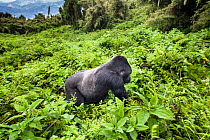 Mountain gorilla (Gorilla beringei) male silverback, Susa group, Volcanoes National Park, Rwanda in wet season April