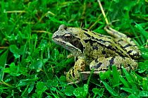 Adult Common frog (Rana temporaria) portrait, Dorset, UK, May