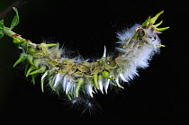 Grey willow tree (Salix cinerea) female catkin inflorescence releasing seeds, UK, May