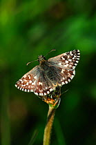 Grizzled skipper butterfly (Pyrgus malvae) at rest, Dorset, UK, May