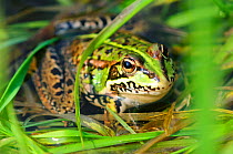 Marsh frog (Rana ridibunda / Pelophylax ridibundus) in breeding season, Dorset, UK, May