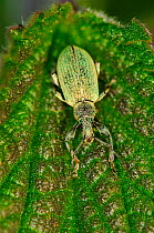 Nettle weevil (Phyllobius pomaceus) on Stinging nettle leaf (Urtica dioica), Dorset, UK May 2012