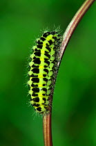 Caterpillar larva of Six-spot burnet moth (Zygaena filipendulae), Somerset, UK, May