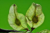 Wych elm (Ulmus glabra) fruits, Dorset, UK, May