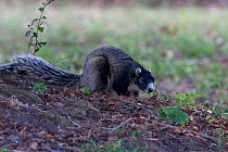 Sherman's Fox Squirrel (Sciurus niger shermani) on ground, North Florida, USA