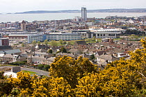 Swansea One, new business development within former industrial docks with gorse and natural features incorporated within development, Swansea, Wales, UK 2009
