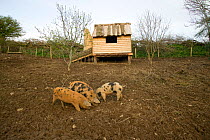 Tamworth rare breed pigs,  free range pigs in Down to Earth environment project for sustainable living Murton, Gower, Wales, UK 2009