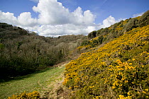 Bishops Wood Local Nature Reserve, matrix of gorse, grassland and woodland, Murton, Swansea, Wales, UK 2009
