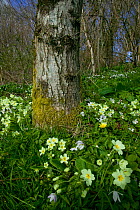 Primroses (Primula vulgaris) Celandines and Wood Anemone, woodland scene in April, Wales, UK
