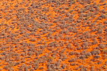 Aerial view of savanna land in the dry season, Rift Valley, Tanzania, August 2009