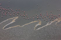 Aerial view of flock of Flamingos flying over the salt lake, Lake Natron, Rift Valley, Tanzania, August 2009