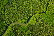 Aerial view of lowland rainforest and tributaries of the Kinabatangan River, Sabah, Borneo, Malaysia, April 2007
